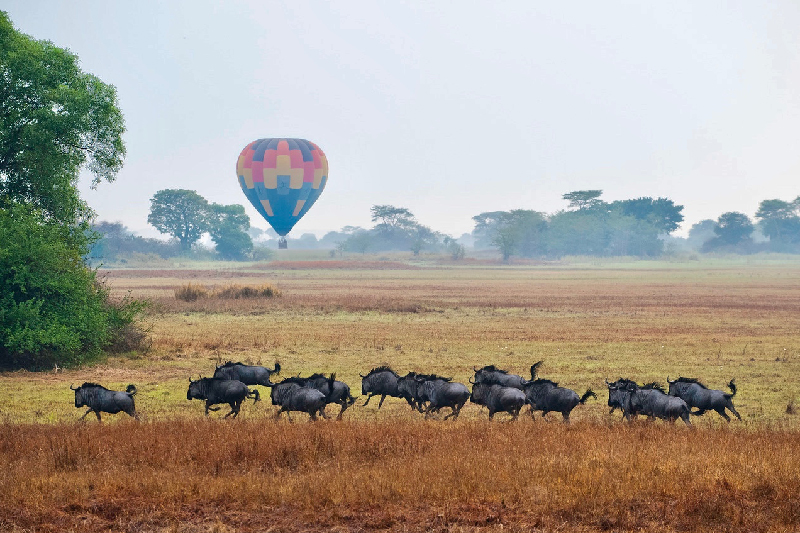 Guided Game In The Serengeti Plains