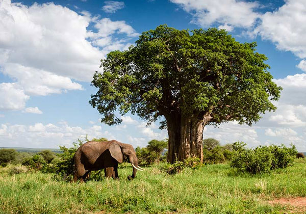 Tusker In Tarangire