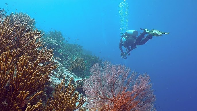 Diving at Mesali Island, Pemba