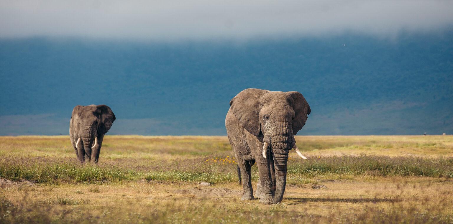 3 Days Tanzania Safari