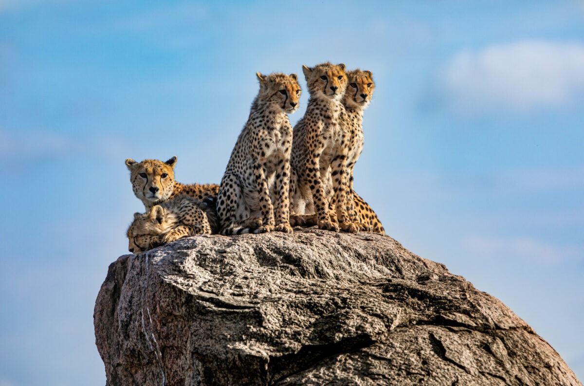 Serengeti Cheetah On The Look Out