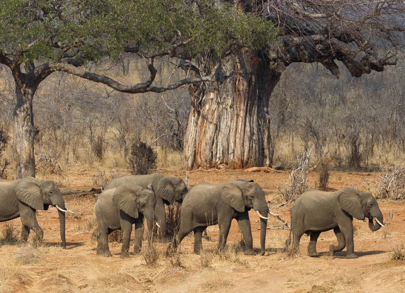 Tarangire Elephant Herd