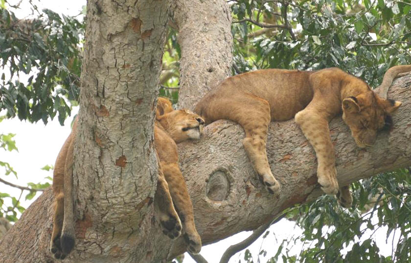 Tree-climbing lions