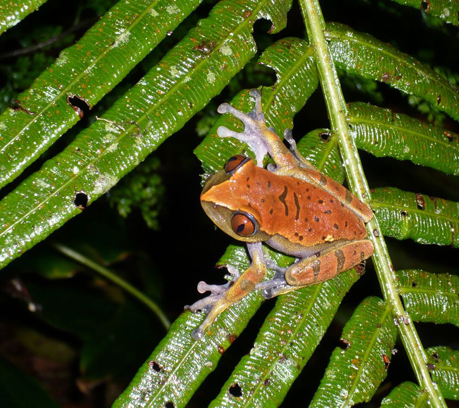 Kikker Frog