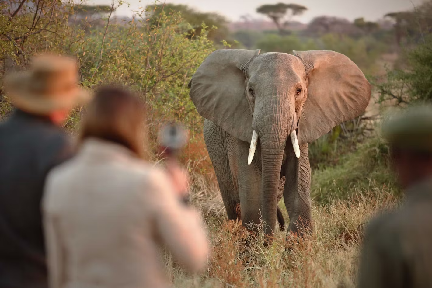 Walking Safari Ruaha NP