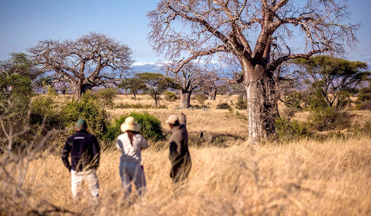 Walking Safari Tarangire