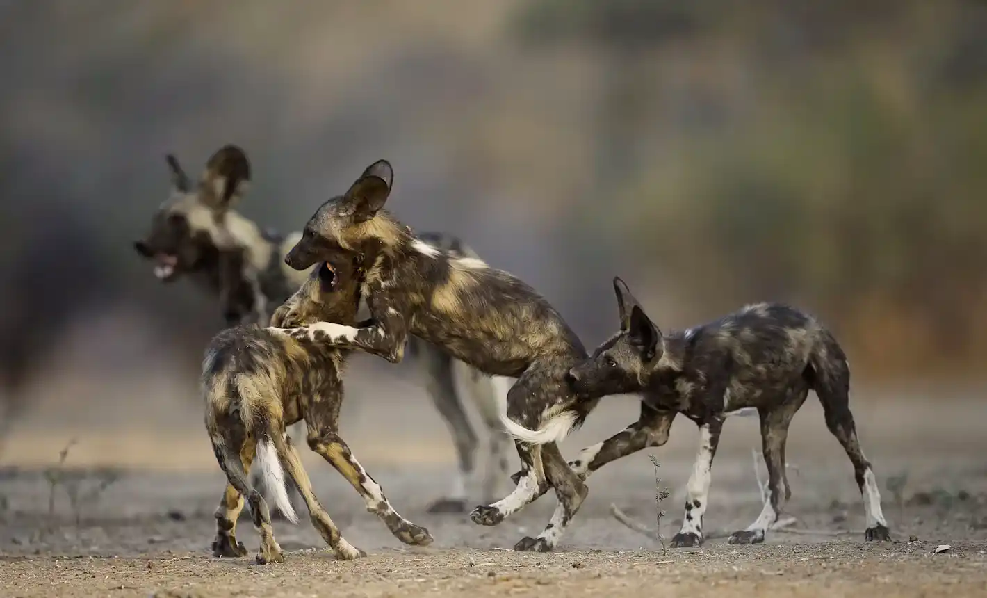 Wild dogs at Nyerere NP